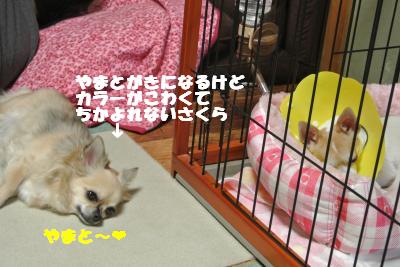 蟆城未+036_convert_20121011093759