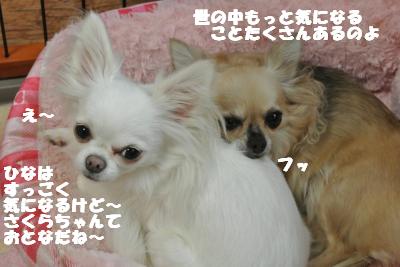 20121012+025_convert_20121012092241.jpg