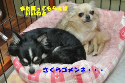 20121012+029_convert_20121017102546.jpg