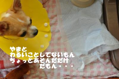 20121017+019_convert_20121018105502.jpg