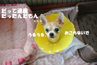 20121017+022_convert_20121018105650.jpg