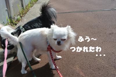 20121017+027_convert_20121024103700.jpg