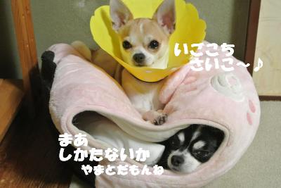 20121017+029_convert_20121019100208.jpg