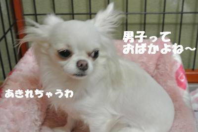 20121017+031_convert_20121019100240.jpg