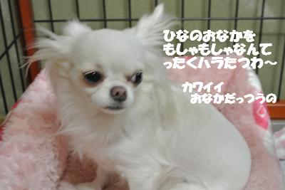 20121017+031_convert_20121212111420.jpg