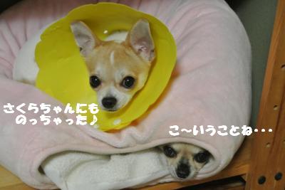 20121017+034_convert_20121019100457.jpg