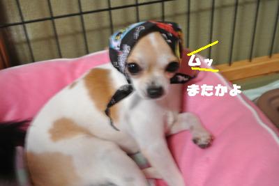 20121017+046_convert_20121022103826.jpg