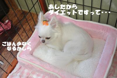 20121017+056_convert_20121022104703.jpg