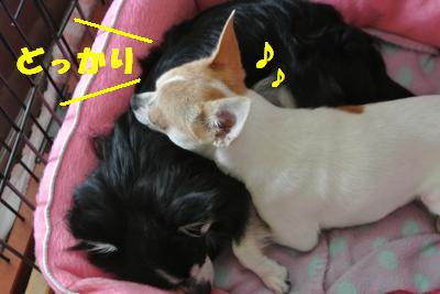 20121026+024_convert_20121026151413.jpg