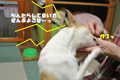 20121029+011_convert_20121029110516.jpg