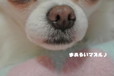 20121029+018_convert_20121029110831.jpg