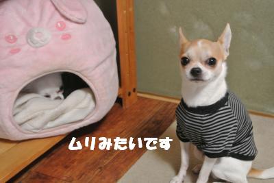 20121029+029_convert_20121030095143.jpg