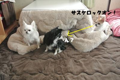 20121101+010_convert_20121108101219.jpg
