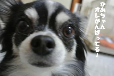20121101+016_convert_20121105095933.jpg