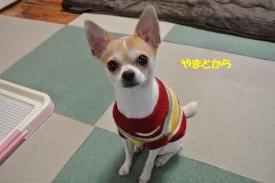 20121101+053_convert_20140207110846.jpg