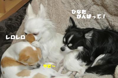 20121109+023_convert_20121112095842.jpg