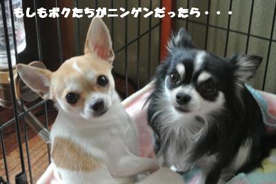 20121109+024_convert_20121109101753.jpg