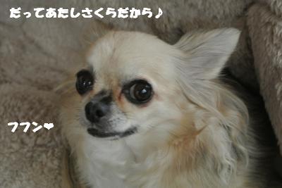 20121109+026_convert_20121109101016.jpg