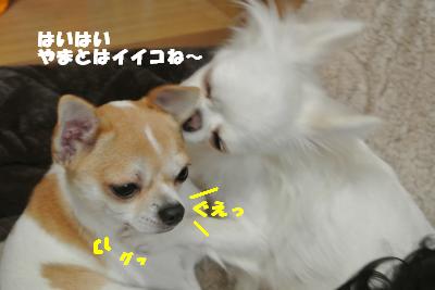20121109+032_convert_20121112100542.jpg