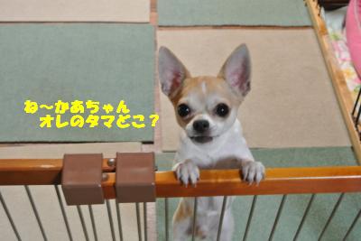 20121114+010_convert_20121114110338.jpg