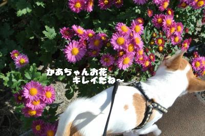 20121115+007_convert_20121115142113.jpg