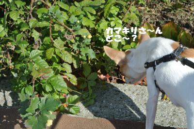 20121115+010_convert_20121115142224.jpg