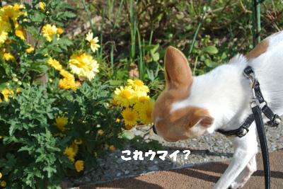 20121115+013_convert_20121115142401.jpg