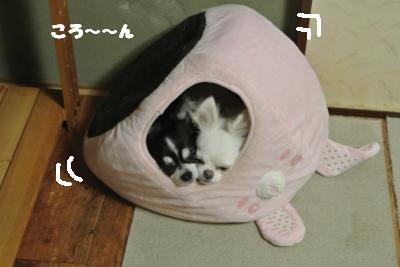 20121119+002_convert_20121120095532.jpg