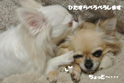 20121119+009_convert_20121121113831.jpg