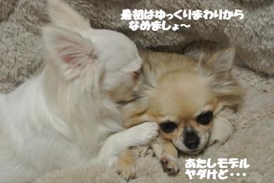 20121119+010_convert_20121121113904.jpg