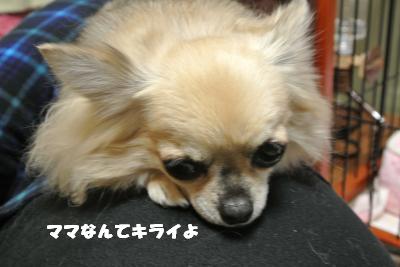 20121119+042_convert_20121119104941.jpg