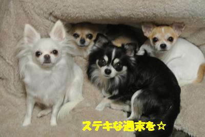 20121120+022_convert_20121130103835.jpg