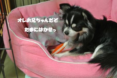 20121120+025_convert_20121121112643.jpg