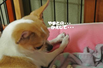 20121120+030_convert_20121121112829.jpg