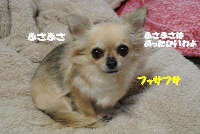 20121126+016_convert_20121127105224.jpg