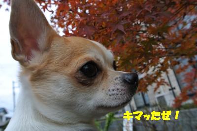 20121203+021_convert_20121203103048.jpg