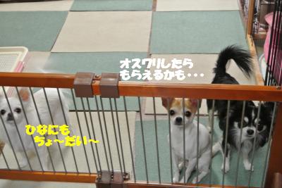 20121206+004_convert_20121206093936.jpg