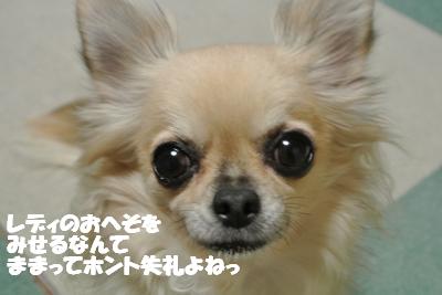 20121212+012_convert_20121212110208.jpg