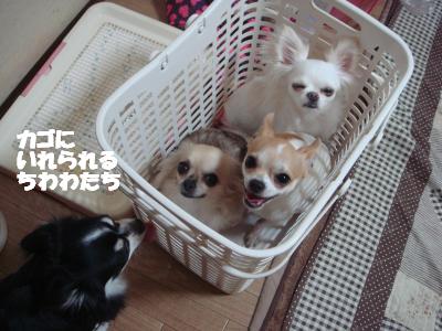 縺九#5_convert_20121214155907