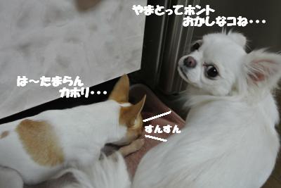 20121219+007_convert_20121219100823.jpg