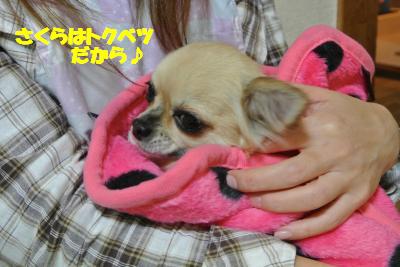 20121225+005_convert_20121225102236.jpg