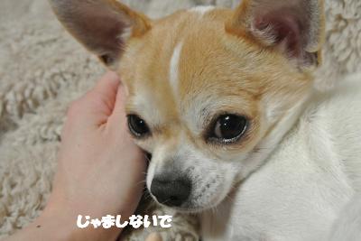 20130111+015_convert_20130111110449.jpg