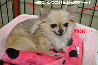20130116+006_convert_20130116105118.jpg