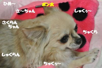 20130214+012_convert_20130327102702.jpg