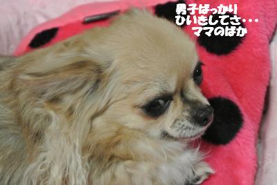 20130214+016_convert_20130218161752.jpg