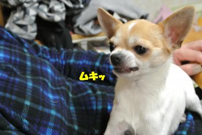 20130215+003_convert_20130215094354.jpg