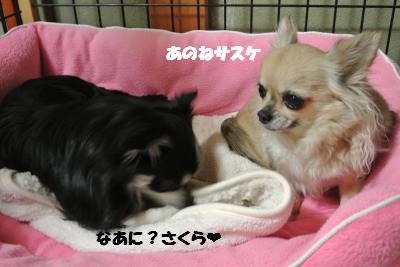 20130215+009_convert_20130215093550.jpg