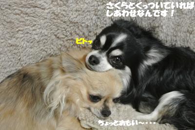 20130221+007_convert_20130222135538.jpg