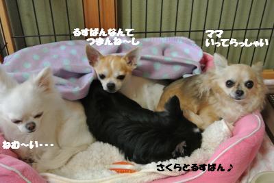 20130221+008_convert_20130227101910.jpg