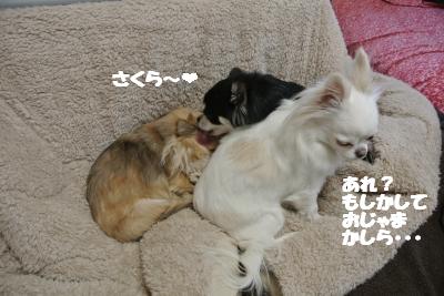 20130221+013_convert_20130222135811.jpg